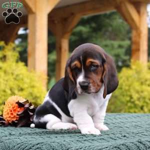 Molly, Basset Hound Puppy